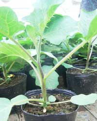 台木にこだわる