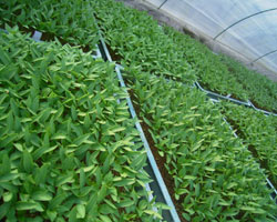 強さにこだわる