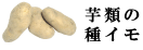 種芋（タネイモ）