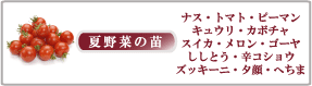 夏野菜苗