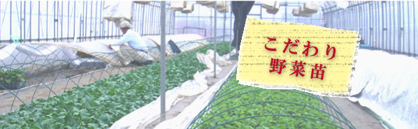 こだわり野菜苗