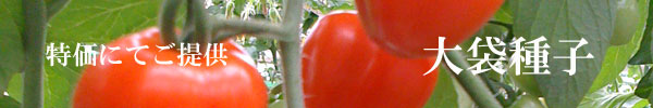 大袋種子（特価・営利栽培向け）