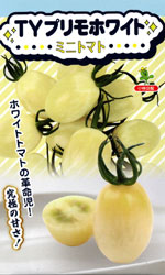 TYプリモホワイト