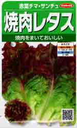 赤葉チマ・サンチュ