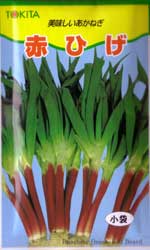 赤ひげ葱