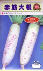 赤筋大根