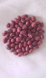 大あかつき大納言小豆