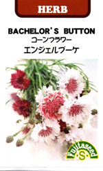 コーンフラワー　エンジェルブーケ