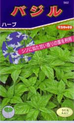 バジル苗