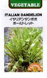 イタリアンタンポポ　ボールドレッド