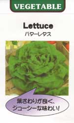 バターレタス