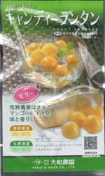 キャンディーランタン