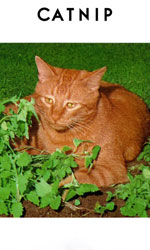 キャットニップ