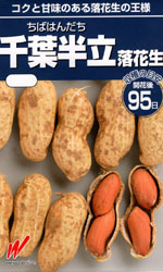 千葉半立（ちばはんだち）落花生