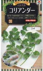 コリアンダー