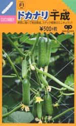 ドカナリ千成（ミニ胡瓜）