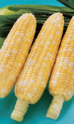 ドルチェドリーム