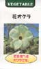 花オクラ