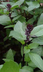 ホーリーバジル