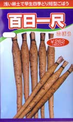 百日一尺ごぼう