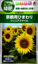 景観用ひまわり