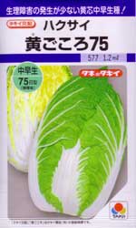 黄ごころ75