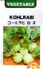 コールラビ（白系）2