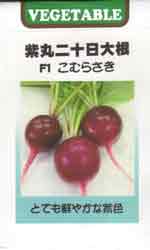 紫丸二十日大根　F1　こむらさき