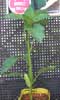 京ひかり