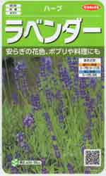 ラベンダー