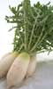 ねずみ大根