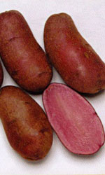 ノーザンルビー