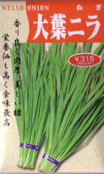 大葉ニラ