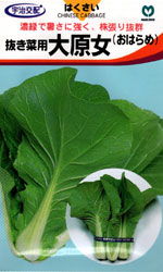 大原女（おはらめ）白菜
