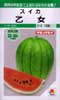 乙女西瓜