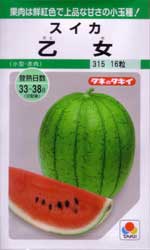 乙女西瓜