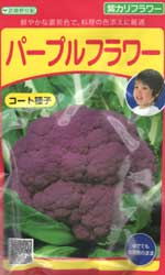 パープルフラワー