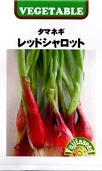 レッドシャロット