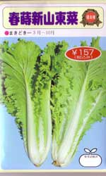 春蒔新山東菜