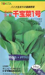 千宝菜1号