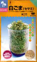 白ごま（セサミ）