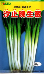 汐止晩生（しおどめおくて）葱