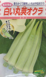 白い丸莢オクラ