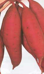 シルクスイート