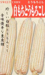 白もちとうもろこし