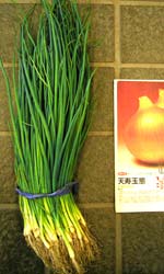 タマネギ苗