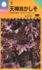 天神あかしそ