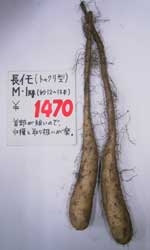 トックリ型長芋