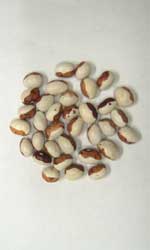 虎丸うずら菜豆