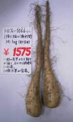 トロフィー1066長芋